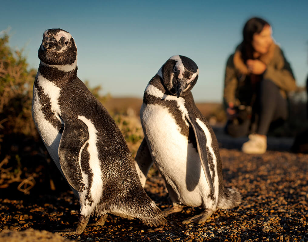 Fauna silvestre en su hábitat natural durante una expedición en Argentina